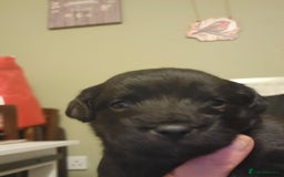 Mixed Breed dogs for sale: Pooshi x Bedipoo  - Image 7