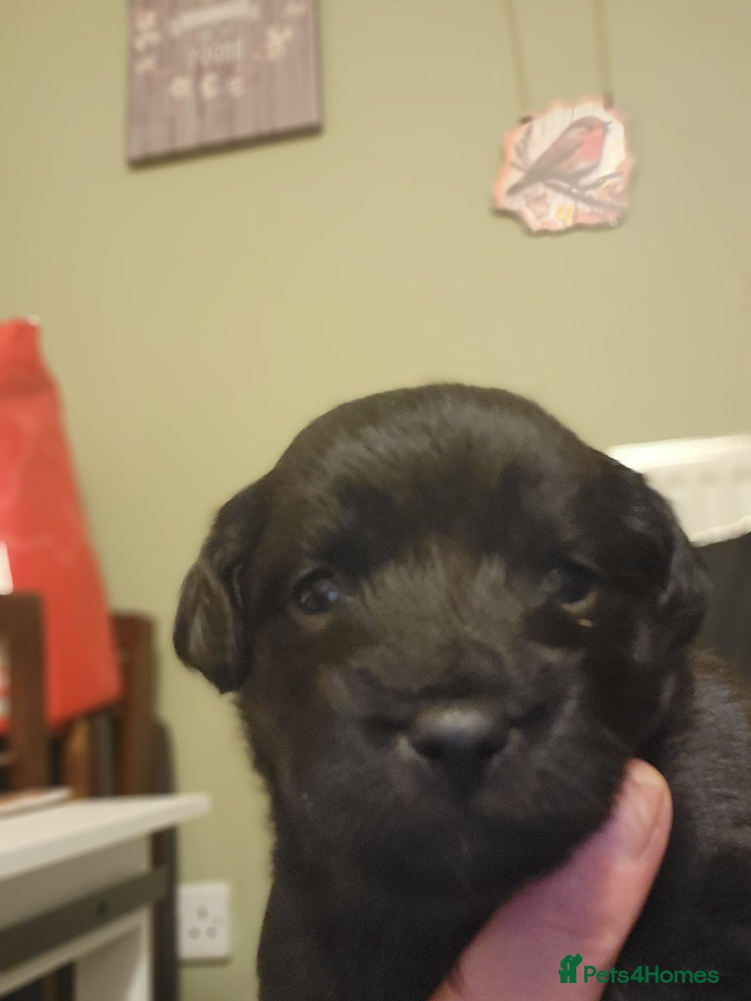 Mixed Breed dogs for sale: Pooshi x Bedipoo  - Image 7