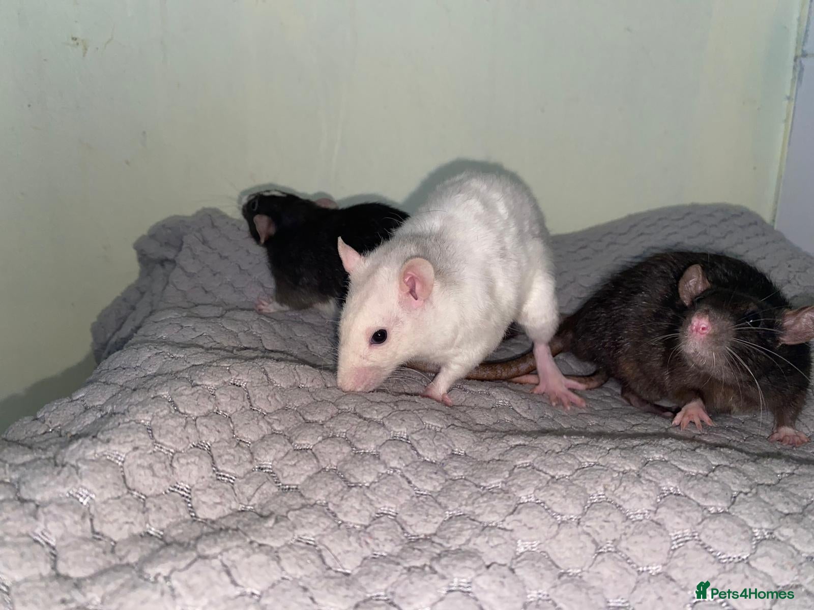 Rat rodents for sale: Mixed sexed baby rats in Chelmsford - Advert 5