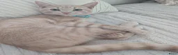 Domestic Shorthair cats for sale: Male kitten in Hastings - Advert 2