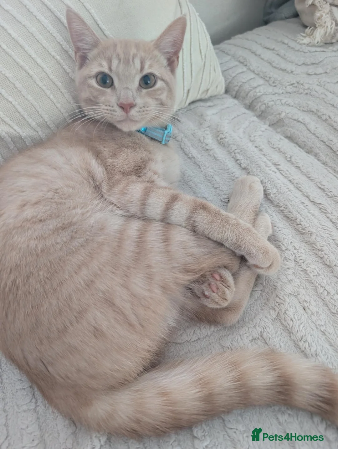 Domestic Shorthair cats for sale: Male kitten in Hastings - Advert 2