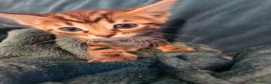 Bengal Kitten 2