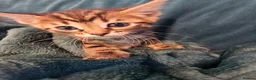 Bengal cats for sale: Begal cross kittens  - Advert 36