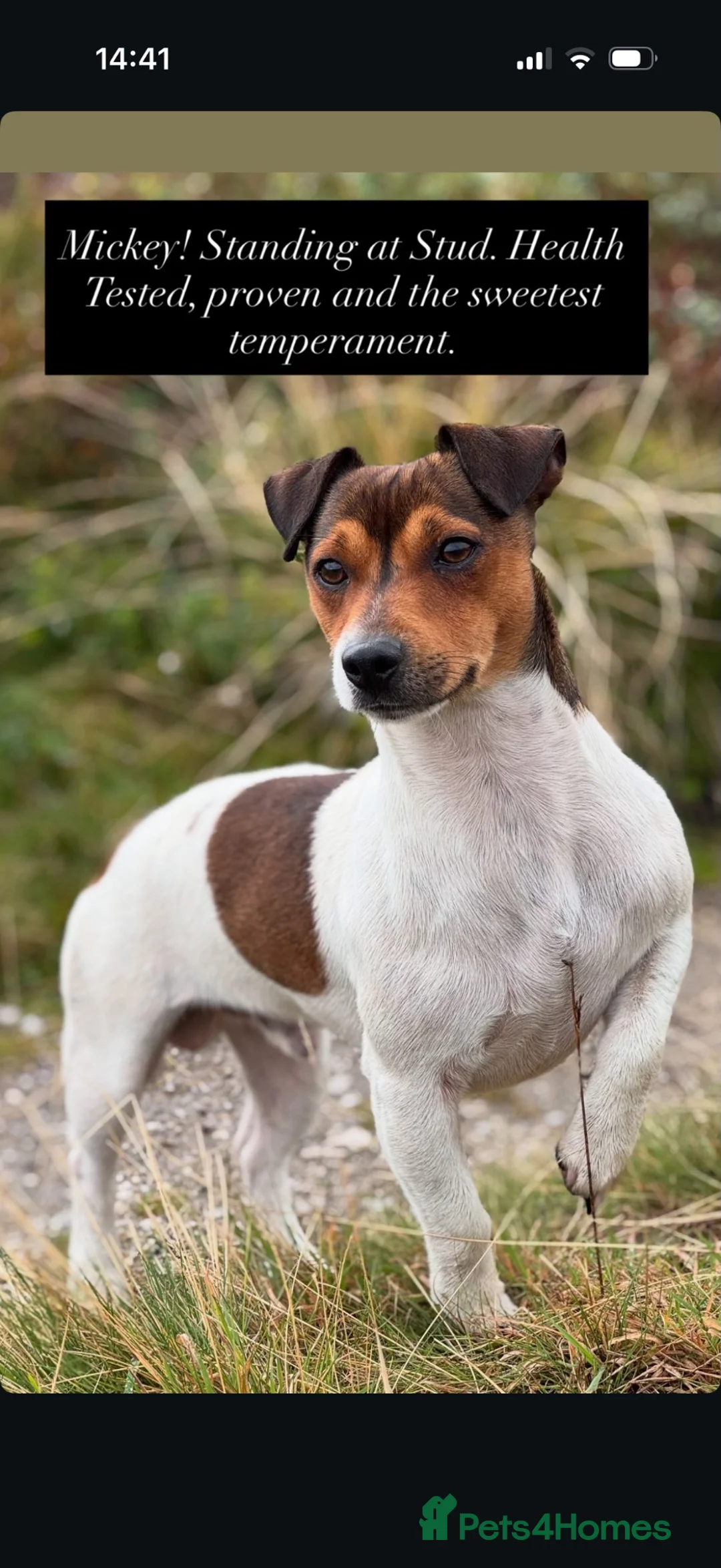 Jack Russell dogs for sale: Jack Russell Boys  in York - Advert 10
