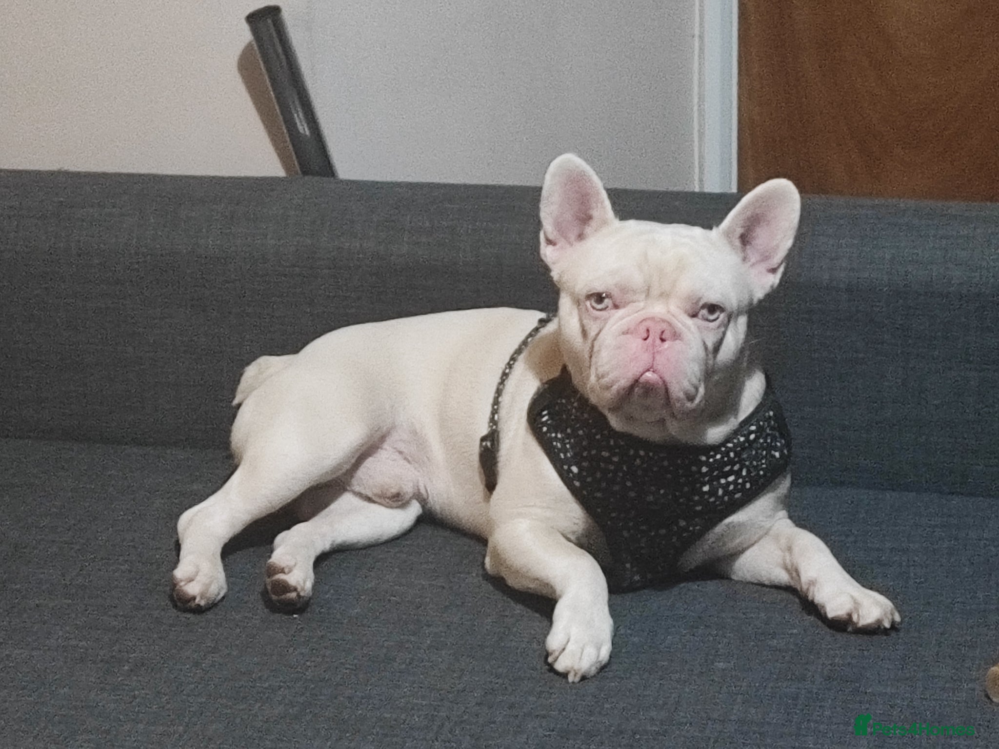 French Bulldog dogs for sale: french bulldog puppies in Nottingham - Advert 9
