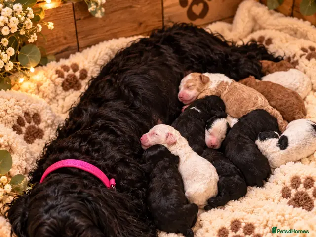 Cockapoo dogs for sale: Ironhold Cockapoo Litter 🐶🖤🏴! - Advert 17