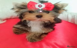 Yorkshire Terrier dogs for sale: 🖤Gorgeous yorkie girl available 🖤 - Advert 2