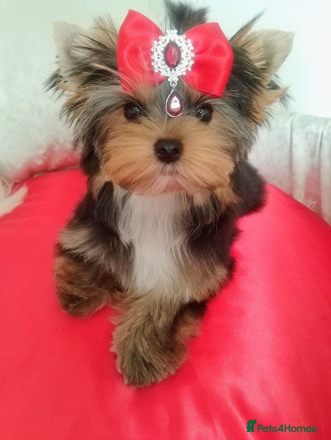 Yorkshire Terrier dogs for sale: 🖤Gorgeous yorkie girl available 🖤 - Advert 2
