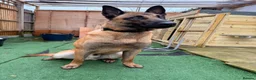 Belgian Shepherd Dog dogs for sale: 1 year Belgian Malinois Pure - Advert 4