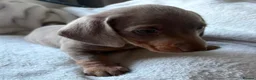 Miniature Dachshund dogs for sale: Stunning rare colours miniature dachshunds  - Advert 23