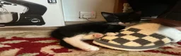 European cats for sale: 3 adorable black and white kittens for sale - Advert 2