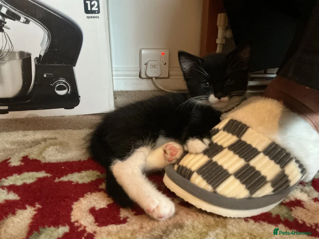 European cats for sale: 3 adorable black and white kittens for sale - Advert 2