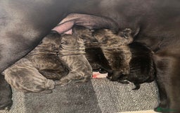 Cane Corso dogs for sale: BROWN BRIDLES chunky canecorso puppies - Image 10