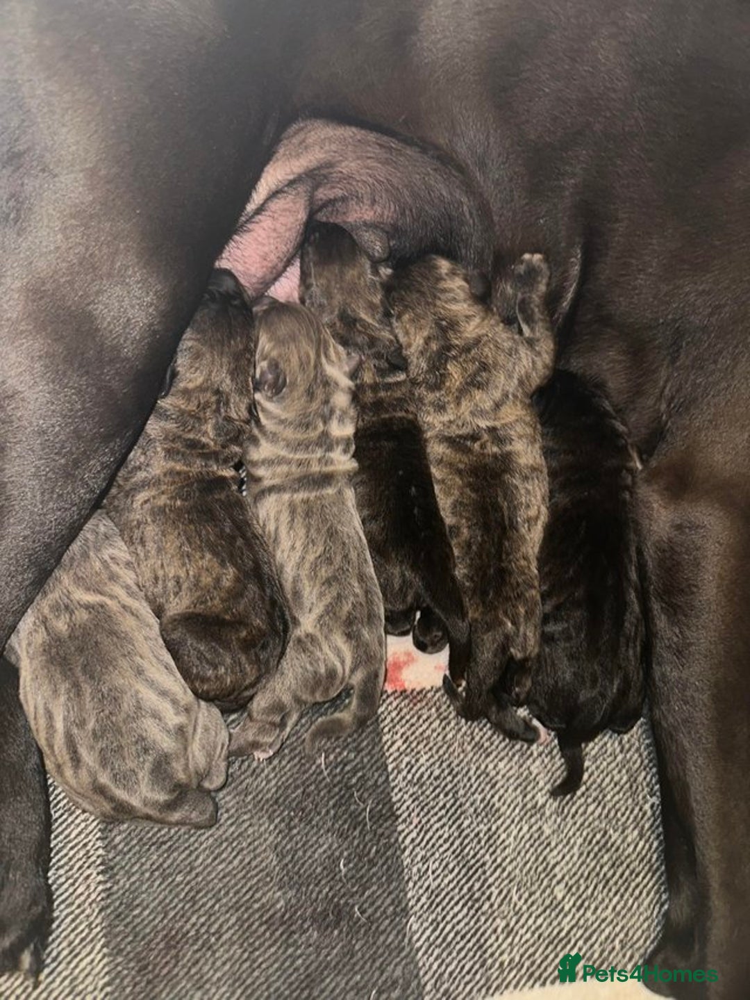 Cane Corso dogs for sale: BROWN BRIDLES chunky canecorso puppies - Image 10