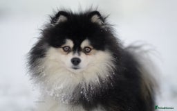 Pomsky dogs for sale: Stunning Pomsky Puppies! Health tested parents.  - Image 14
