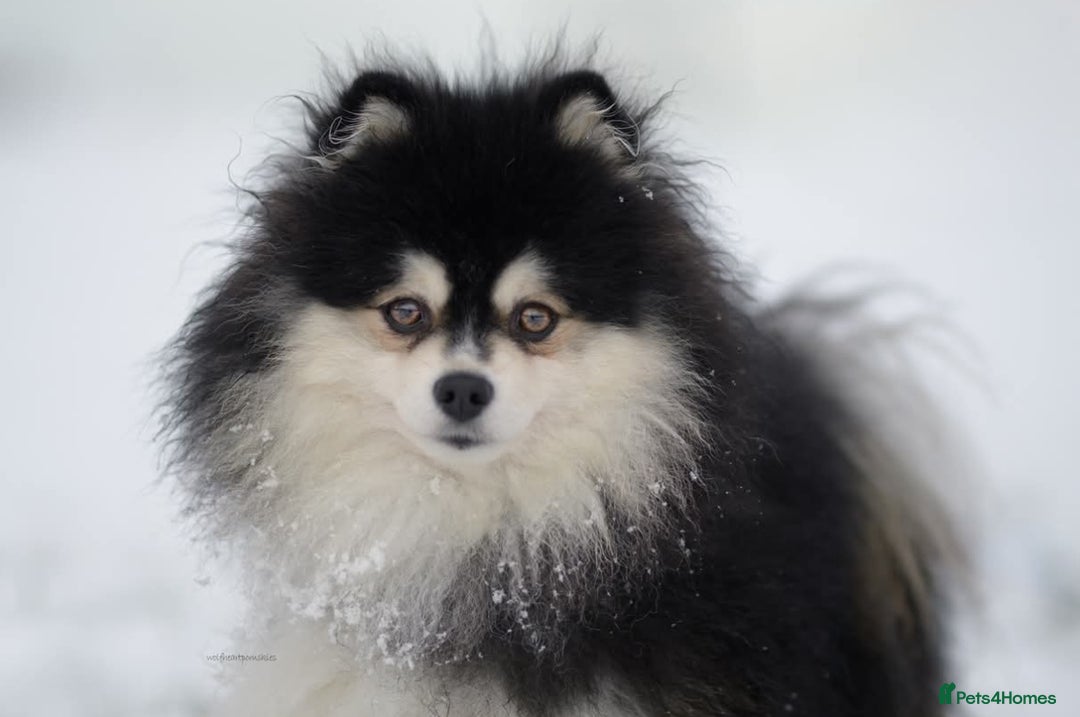 Pomsky dogs for sale: Stunning Pomsky Puppies! Health tested parents.  - Image 14