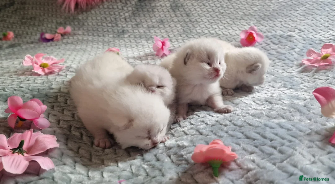 British Shorthair cats for sale: 💖GOLDEN & SILVER BSH & BLH KITTENS💖 - Advert 2