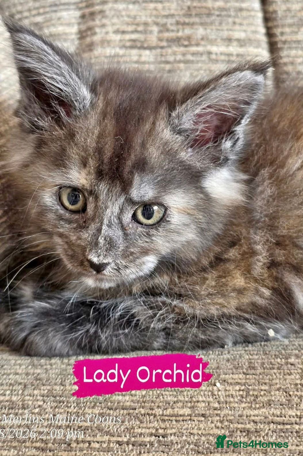 Maine Coon cats Gorgeous TICA registered Maine Coon Kittens - Advert 2