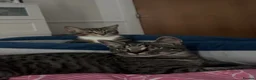 Mixed Breed cats for sale: Kittens looking for a loving home  in Amersham - Advert 5