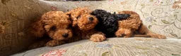 Toy Poodle dogs for sale: Beautiful Toy Poodle Puppies – Leeds in Leeds - Advert 3