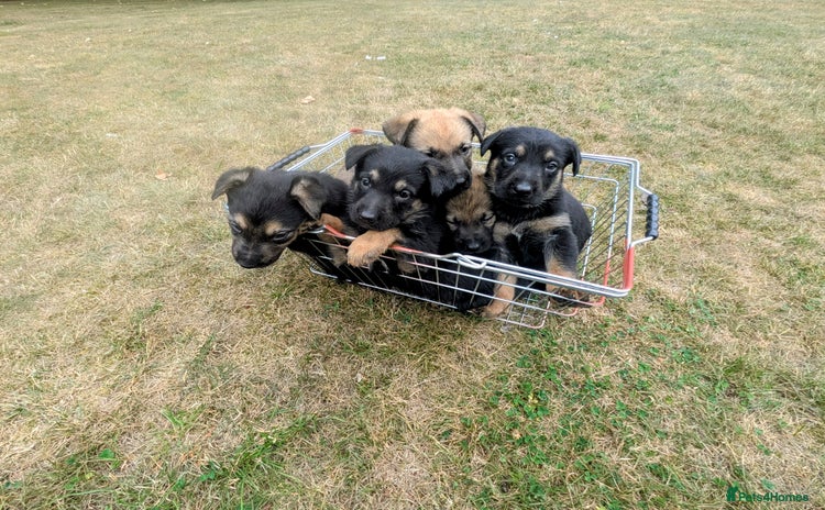 Mixed Breed dogs - Advert 2