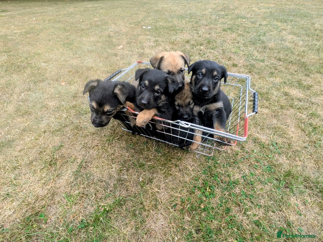 Mixed Breed dogs for sale: German shepherd cross, Belgium malinios  - Image 1
