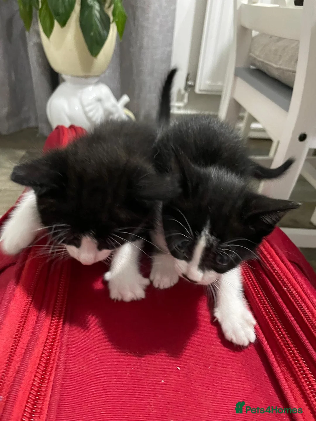 Domestic Shorthair cats for sale: Two Black/White Kittens - Advert 4