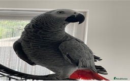 Parrots birds for sale: African Grey parrot for sale  - Image 2