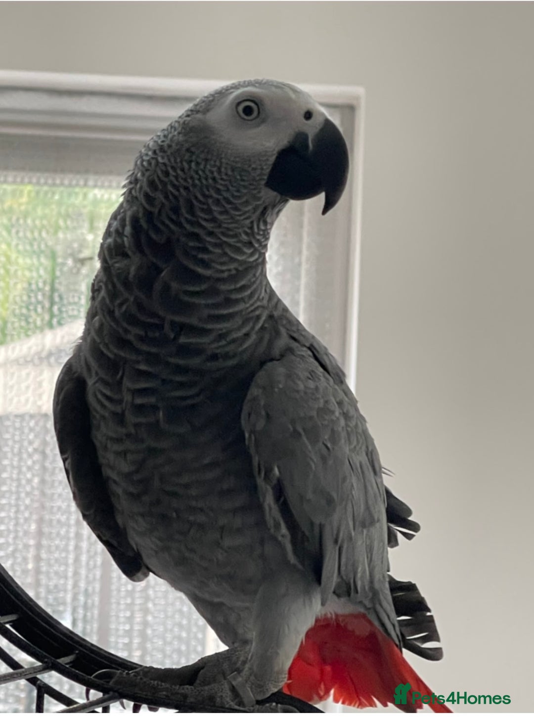 Parrots birds for sale: African Grey parrot for sale  - Image 2