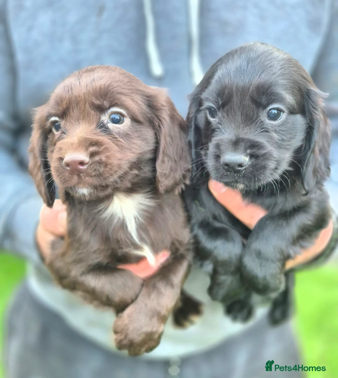 Cocker Spaniel dogs for sale: Stunning cocker spaniel puppies  - Advert 4