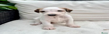 Mixed Breed 6