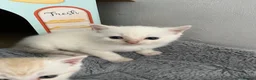 Mixed Breed cats for sale: 4 Adorable male kittens - Advert 10