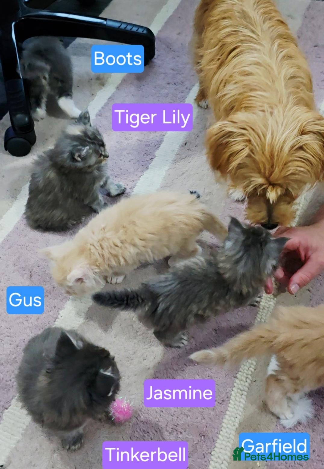 Maine Coon cats Mainecoons ready now - Advert 1