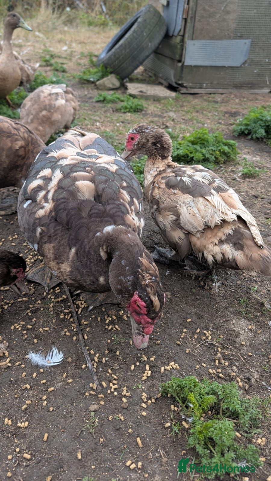 Ducks poultry 3 Muscovy Drakes - chocolate/pied markings - Advert 3