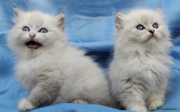 Siberian cats for sale: GCCF Registered Siberian kittens for sale  - Image 11