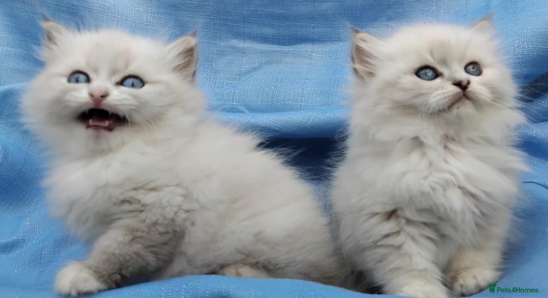 Siberian cats for sale: GCCF Registered Siberian kittens for sale  - Image 11