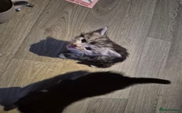 Mixed Breed cats for sale: Adorable kittens looking for loving homes  - Image 2