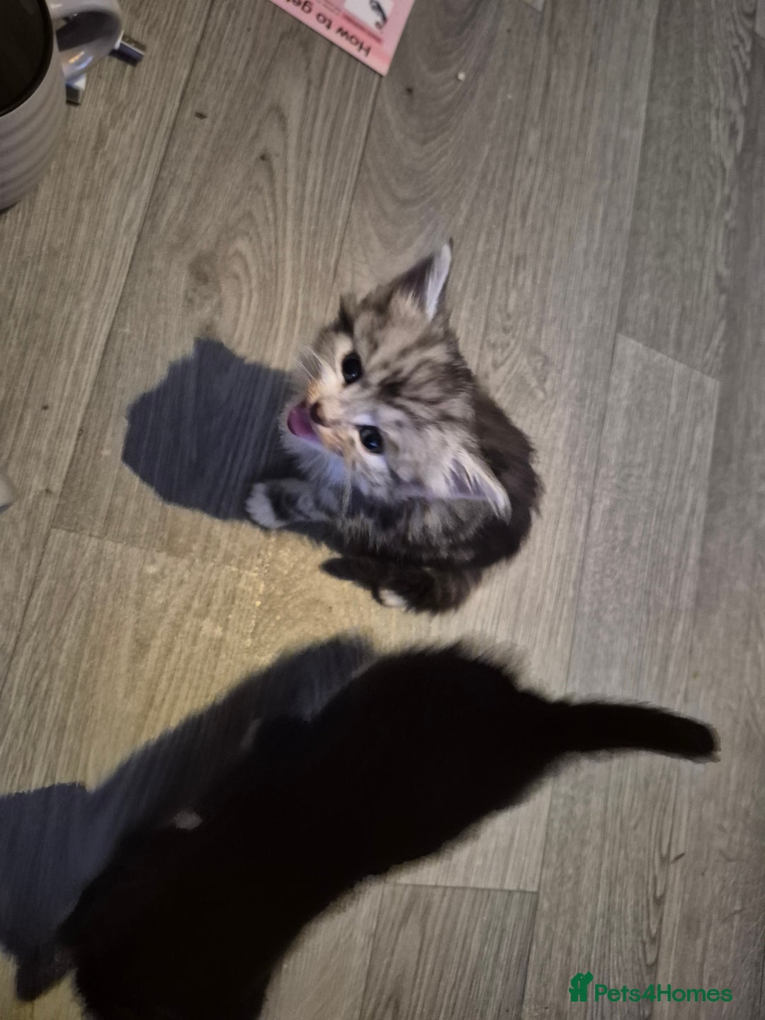 Mixed Breed cats for sale: Adorable kittens looking for loving homes  - Image 2