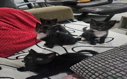 Egyptian Mau cats for sale: Egyptian Mau - Mixed Kittens - Image 3