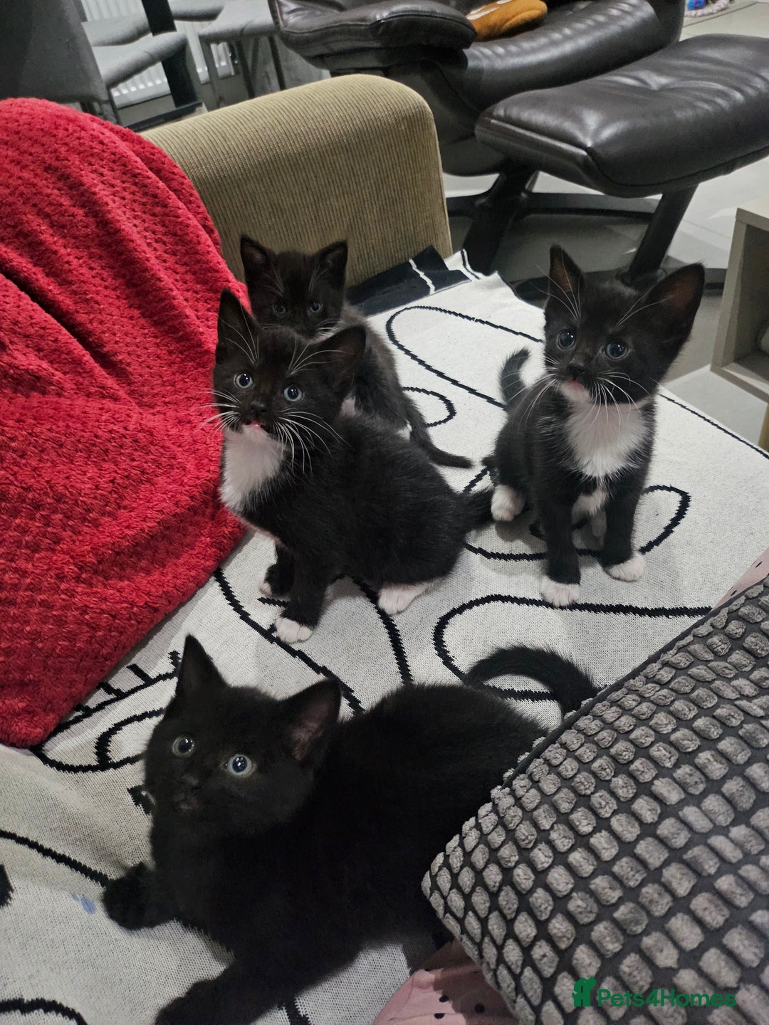 Egyptian Mau cats for sale: Egyptian Mau - Mixed Kittens - Image 3