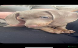 Dachshund dogs for sale: Miniature  - Image 2