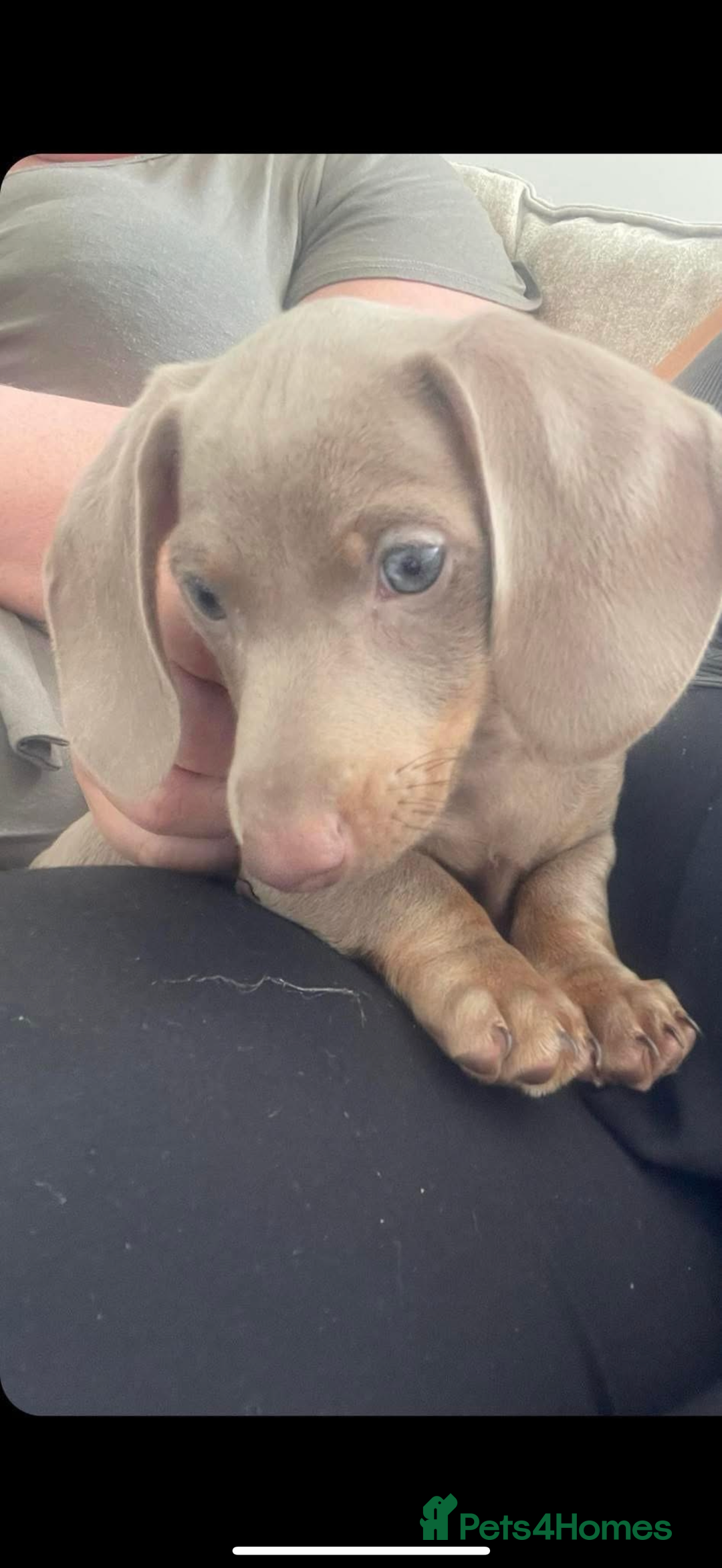 Dachshund dogs for sale: Miniature  - Image 2