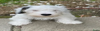  Puppy 5