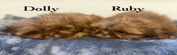 Shih Tzu dogs for sale: Miniature Shih Tzu Puppies  - Advert 3