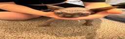Sphynx cats for sale: Male sphynx kitten - Advert 12