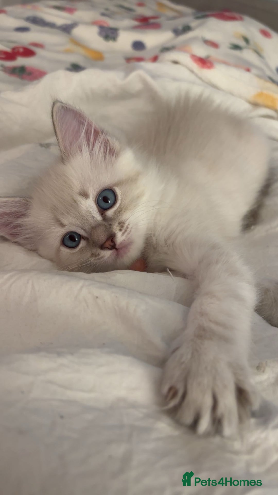 Ragdoll cats for sale: Girl ragdoll kittens  - Image 7