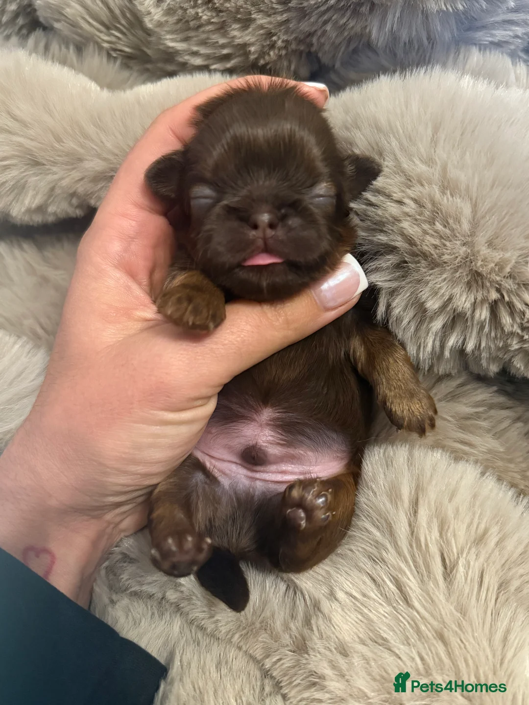 Shih Tzu dogs for sale: Last imperial shihtzu boy 🐻 real life teddy bear  - Advert 6