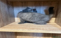 British Shorthair cats for sale: READY NOW!!Pedigree British Short Hair Kittens - Image 29