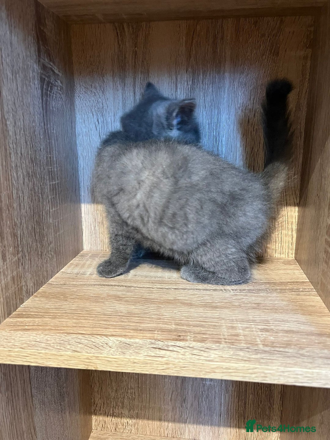 British Shorthair cats for sale: READY NOW!!Pedigree British Short Hair Kittens - Image 29