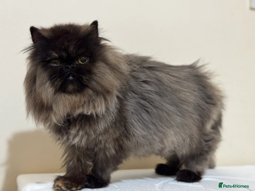 Persian cats for sale: 1 year old Females  - Advert 11